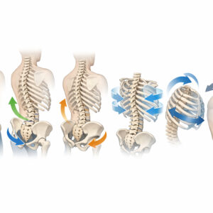 2026年4月6日（月）局所解剖図で学ぶ 胸郭・骨盤帯の評価と運動療法（14日間の見逃し配信付き）