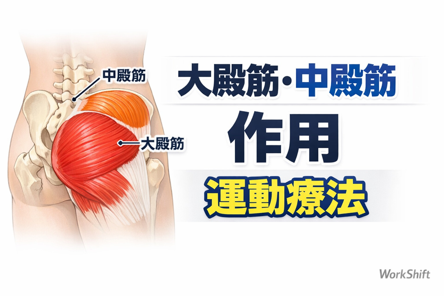 リピート配信【鈴木俊明先生】大殿筋・中殿筋の作用と運動療法（127分）（2026年8月31日まで視聴可能）