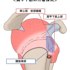 2026年6月2日（火）局所解剖図で学ぶ肩関節の評価と運動療法（14日間の見逃し配信付き）